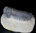 Beautifully Prepared Crotalocephalina Trilobite - #19816-3
